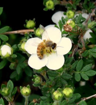 Not only is honey an important by-product of their pollen collection, but as bees buzz from plant